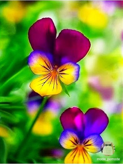 ,   ,  ,       . - 5