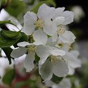 ���� ���������, ����������, 77 ��� - ��������� 2 ���� 2015 � ������ ���� ����������