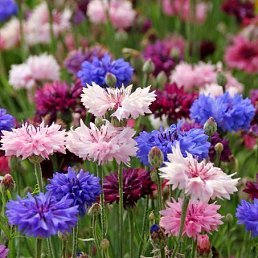 ���� ����, ������ - ��������� 9 ��� 2015