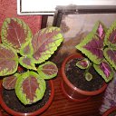 ���� ���, ����� - ��������� 9 ������� 2015 � ������ ���� ����� � �����������!�