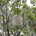 ���� ������, ������������, 51 ��� - ��������� 1 ��� 2015 � ������ �������