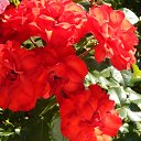 ���� ����, �����-���������, 57 ��� - ��������� 22 ������� 2015 � ������ ��������