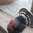 ���� Andrey, ������� - ��������� 27 ������� 2015 � ������ ���� ����������