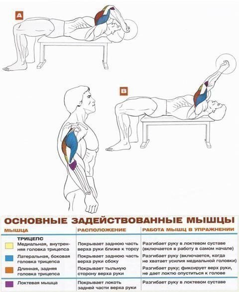 Французский жим - упражнение в бодибилдинге и пауэрлифтинге для развития трицепса. Задействованные ...