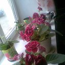 ���� ������, ���, 67 ��� - ��������� 16 ������� 2015 � ������ �������� ��������