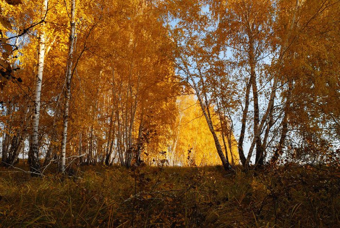 Осени поем. Октябрь покрывает Лесные. Шепот листьев Некрасовское.