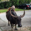 ���� C�����, �����-���������, 52 ���� - ��������� 28 ���� 2015 � ������ �������� �����