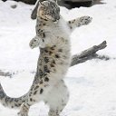 ���� ����, ������������, 39 ��� - ��������� 27 ��� 2015 � ������ ������ ��������