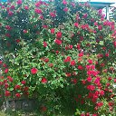 ���� �������, ����, 69 ��� - ��������� 12 ���� 2015 � ������ ���� ����������