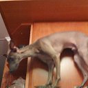 ���� ������, �����-���������, 50 ��� - ��������� 20 ��� 2015 � ������ �������