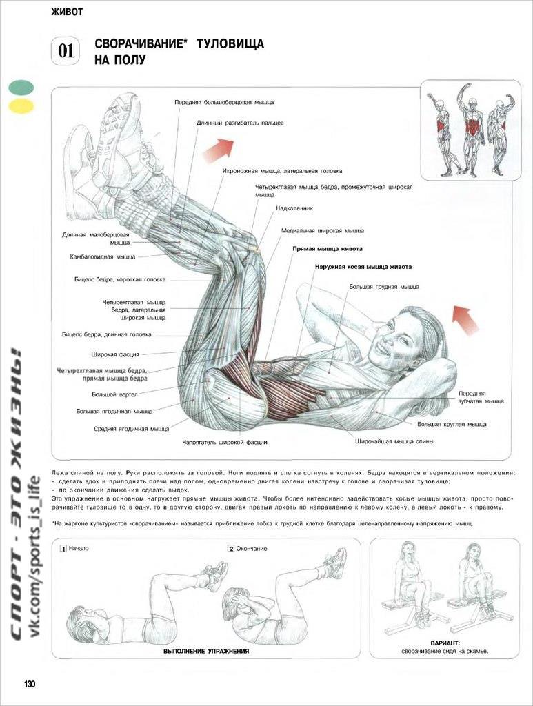 Анатомия силовых упражнений пресс