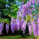 ���� �����, �����, 55 ��� - ��������� 1 ��� 2015 � ������ ������ ��������