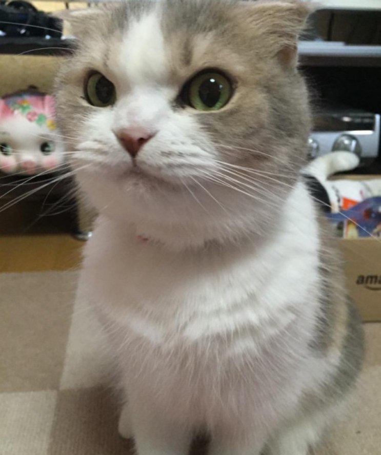 Подозрительный кот