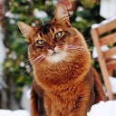 ���� �����, ������ - ��������� 4 �������� 2015