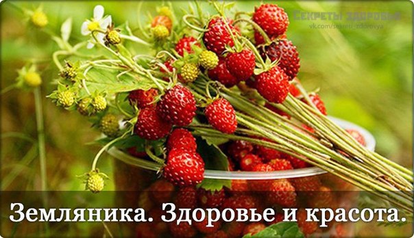 Ягоды земляники используют при лечении атеросклероза, гипертонии, неврастении, бессонницы. Препараты ...