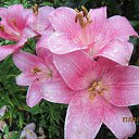 ���� �������, ������, 71 ��� - ��������� 26 ���� 2015 � ������ ������ ��������