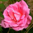 ���� ������, ��������, 62 ���� - ��������� 19 ���� 2015 � ������ ���� ����������