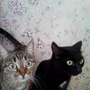 ���� �����, �����������, 61 ��� - ��������� 23 ������� 2015 � ������ ���� ����������