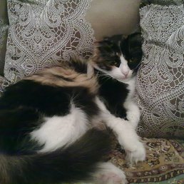 ���� ������, ��������, 37 ��� - ��������� 31 ������� 2015