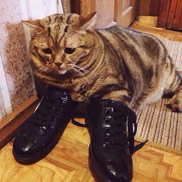      , !