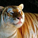  Elena....,  -  3  2015    