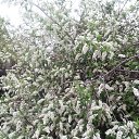 ���� ���������, �����, 85 ��� - ��������� 25 ��� 2015 � ������ ������ ��������