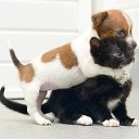 ���� �������, �����������, 66 ��� - ��������� 20 ���� 2015 � ������ ���� ����������