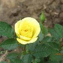 ���� �������, ��������, 66 ��� - ��������� 11 ���� 2015 � ������ ���� ����������