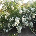 White Fairy �� ������� ������ ����� ����