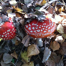 ������, ������, 60 ���