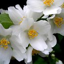 ���� ��������, ����� - ��������� 8 ���� 2015 � ������ ������ ��������