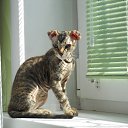 ���� ����, ������� - ��������� 11 ��� 2015 � ������ ���� ����������