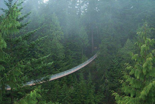     . (Capilano Suspension Bridge)    , ...