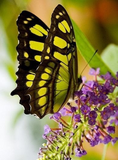 Где нет верности — там нет любви. - 3