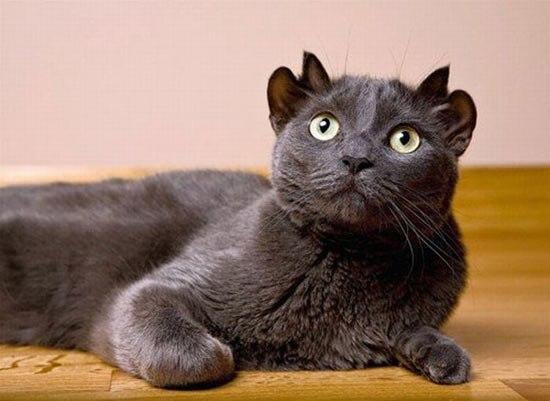 В Англии живёт четвероухий кот. Кот Йода, проживающий в Великобритании, выглядит как кот Бэтмэна, ...