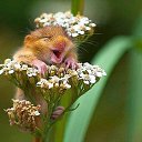 ���� �����, �����, 53 ���� - ��������� 31 ��� 2015 � ������ ���� ����������