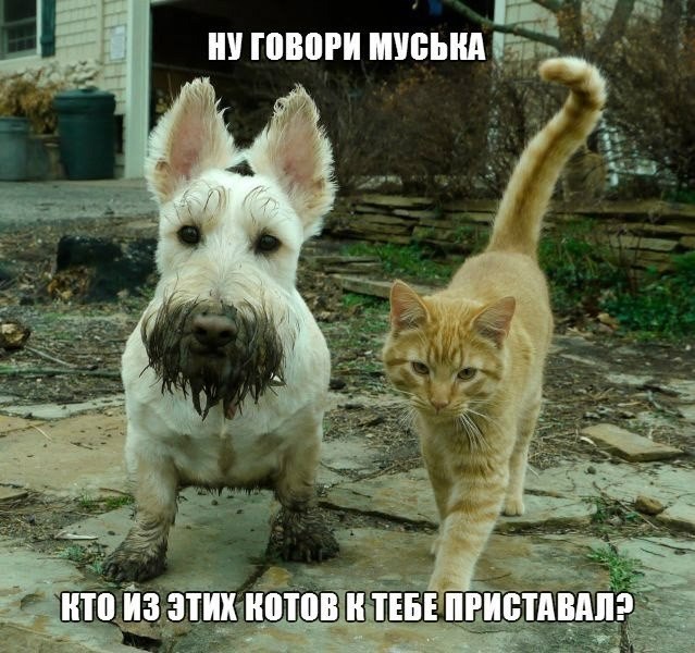 ������������ ���� - 23 ��� 2015 � 09:44