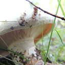 ���� ������, ����������� - ��������� 2 �������� 2015 � ������ ���� ����������