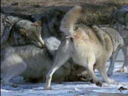 Волки - поле битвы...Музыка"Master of Puppets