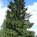 ���� �������, �����������, 71 ��� - ��������� 11 ���� 2015 � ������ ���� ����������