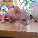 ���� �����, �������, 46 ��� - ��������� 1 ������� 2015 � ������ ������ ��������