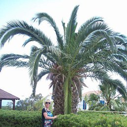 ���� ��������, ����, 54 ���� - ��������� 8 ������� 2015