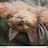���� Kitty It Roof, �����-��������� - ��������� 15 ���� 2015