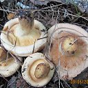  , -- -  9  2015    2015