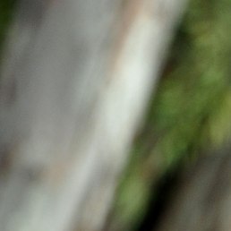 ��������, ����