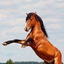 ���� Vladimip, �����������, 60 ��� - ��������� 29 ���� 2015 � ������ ������ ��������