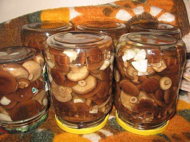 Соленые горькушки.Примерно 3/4 ведра (свеже-собранных). заливаю холодной водой, прикрываю тарелкой с ...