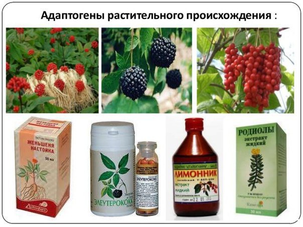 Самые лучшие тонизирующие растения.Можно ли верить в силу природных средств и лекарственных трав? ...