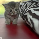 ���� �������, �����-���������, 53 ���� - ��������� 11 ��� 2015 � ������ ���� ���