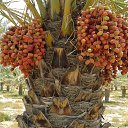 ���� Turko Turkoman, ������, 55 ��� - ��������� 3 ��� 2015 � ������ ���� ����������